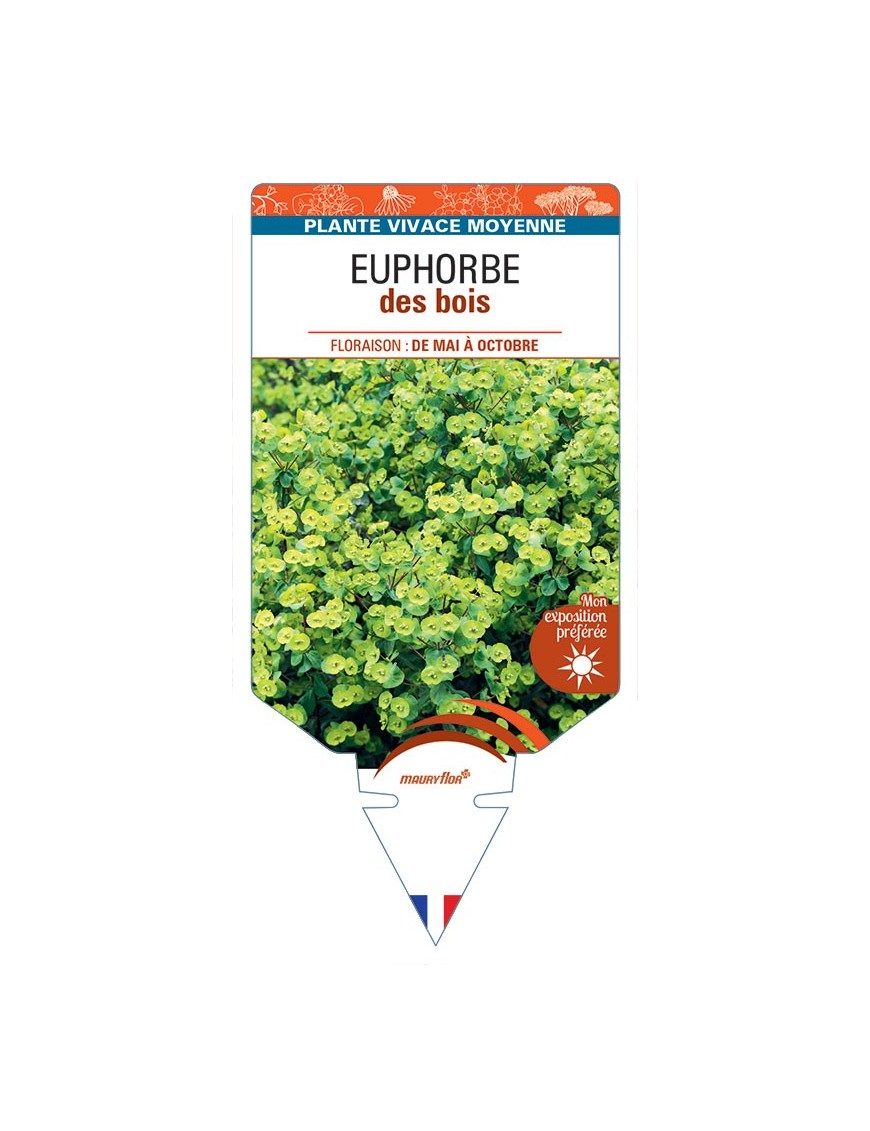 EUPHORBIA (amygdaloides blanc)