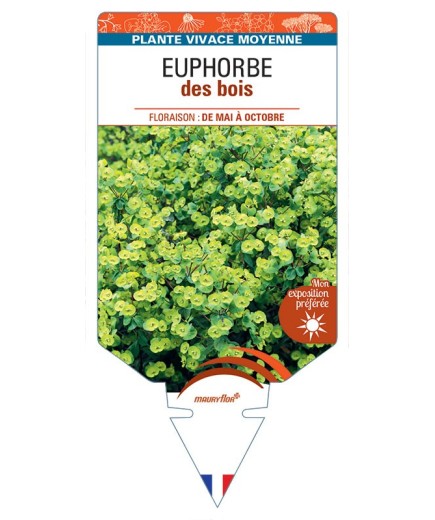 EUPHORBIA (amygdaloides blanc)