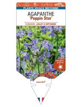 AGAPANTHUS Poppin Star