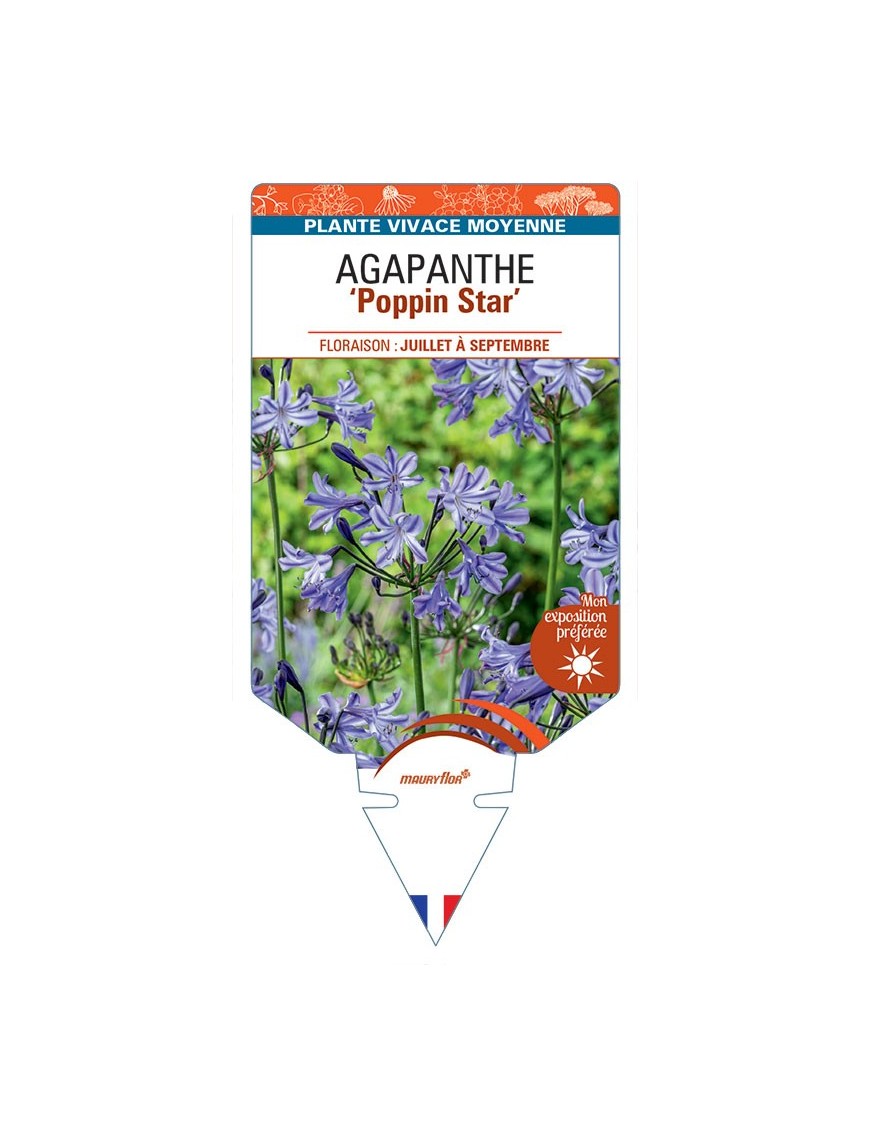 AGAPANTHUS Poppin Star