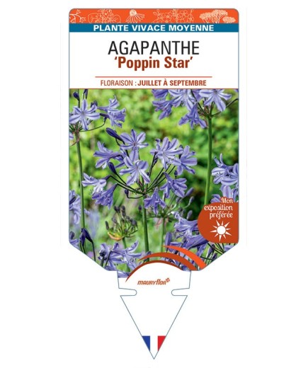 AGAPANTHUS Poppin Star