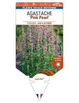 AGASTACHE Pink Pearl