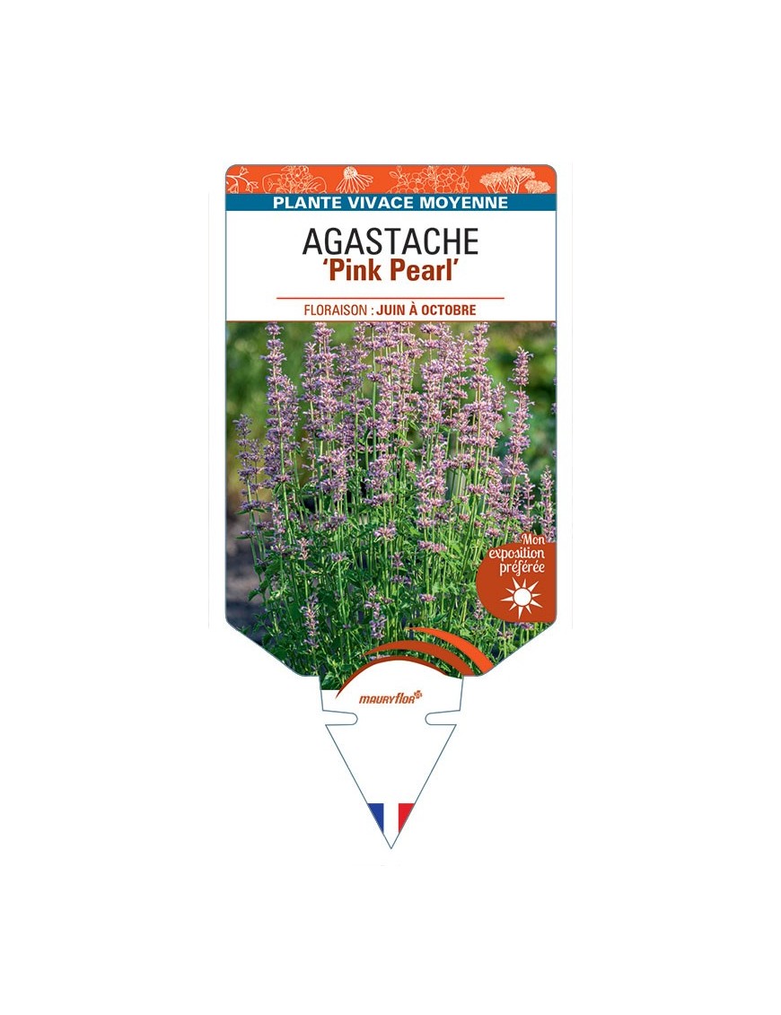 AGASTACHE Pink Pearl