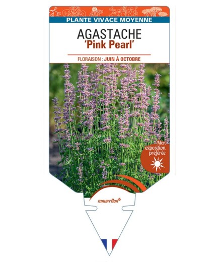 AGASTACHE Pink Pearl
