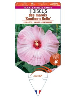 HIBISCUS moscheutos Southern Belle voir Hibiscus des marais