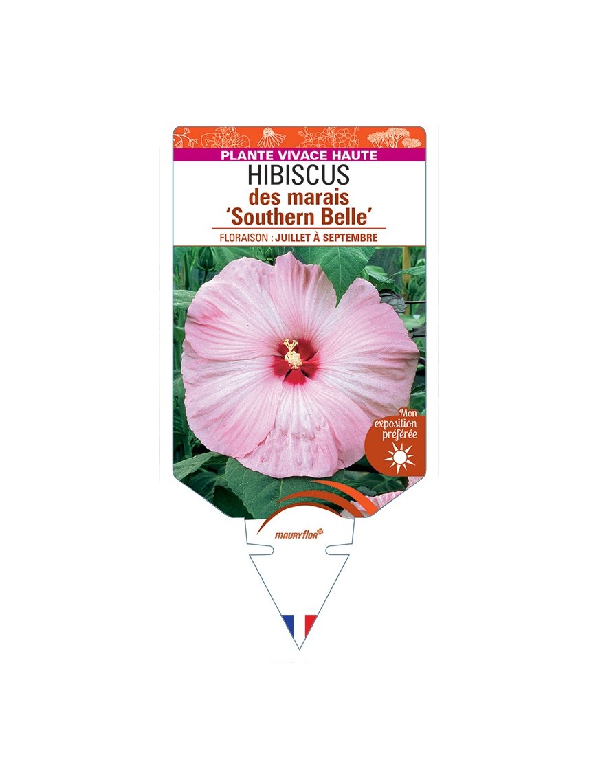 HIBISCUS moscheutos Southern Belle voir Hibiscus des marais