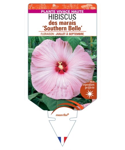 HIBISCUS moscheutos Southern Belle voir Hibiscus des marais