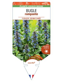 AJUGA reptans voir Bugle rampante