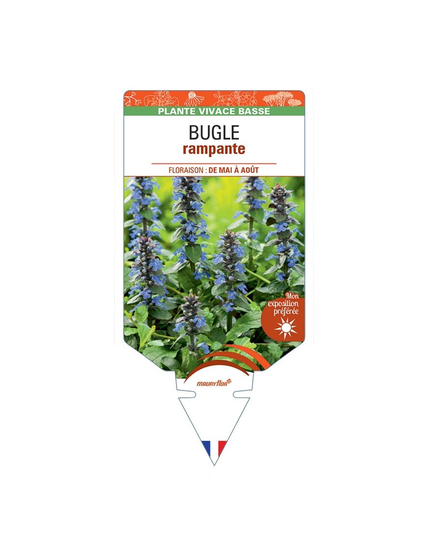 AJUGA reptans voir Bugle rampante