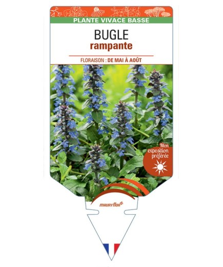 AJUGA reptans voir Bugle rampante