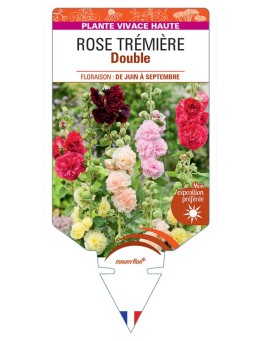 ALCEA ROSEA voir Rose Trémière double (variée)