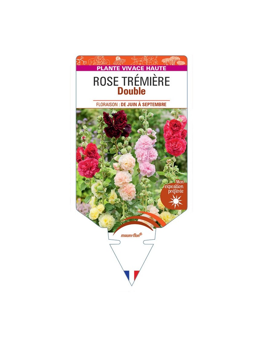 ALCEA ROSEA voir Rose Trémière double (variée)