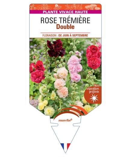 ALCEA ROSEA voir Rose Trémière double (variée)
