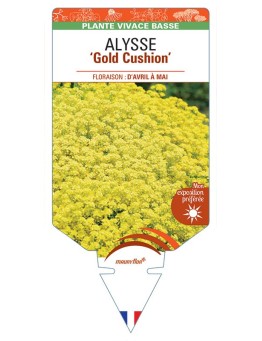ALYSSUM Gold Cushion