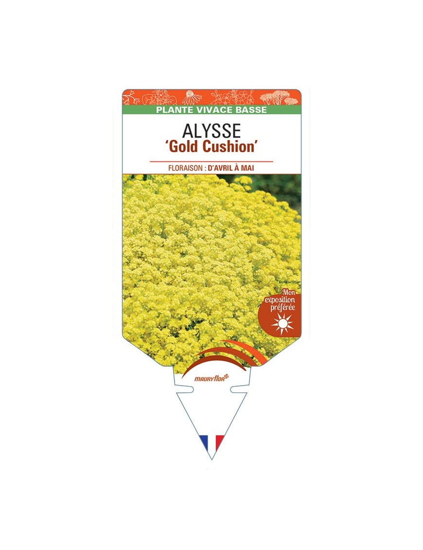 ALYSSUM Gold Cushion