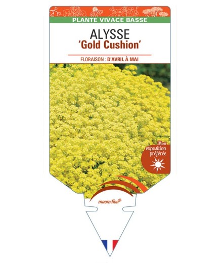ALYSSUM Gold Cushion