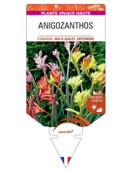 ANIGOZANTHOS