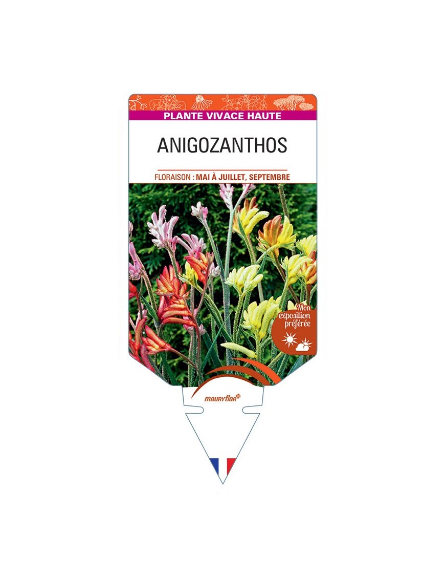 ANIGOZANTHOS