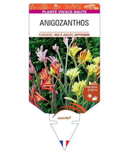 ANIGOZANTHOS
