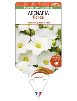 ARENARIA (montana) Ronda