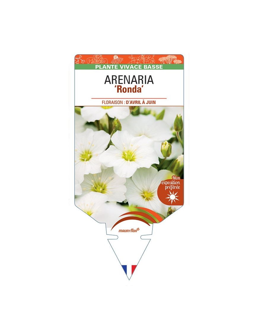 ARENARIA (montana) Ronda