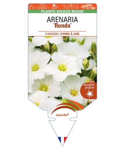 ARENARIA (montana) Ronda
