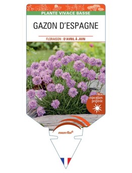 ARMERIA maritima voir GAZON D'ESPAGNE (rose pâle)