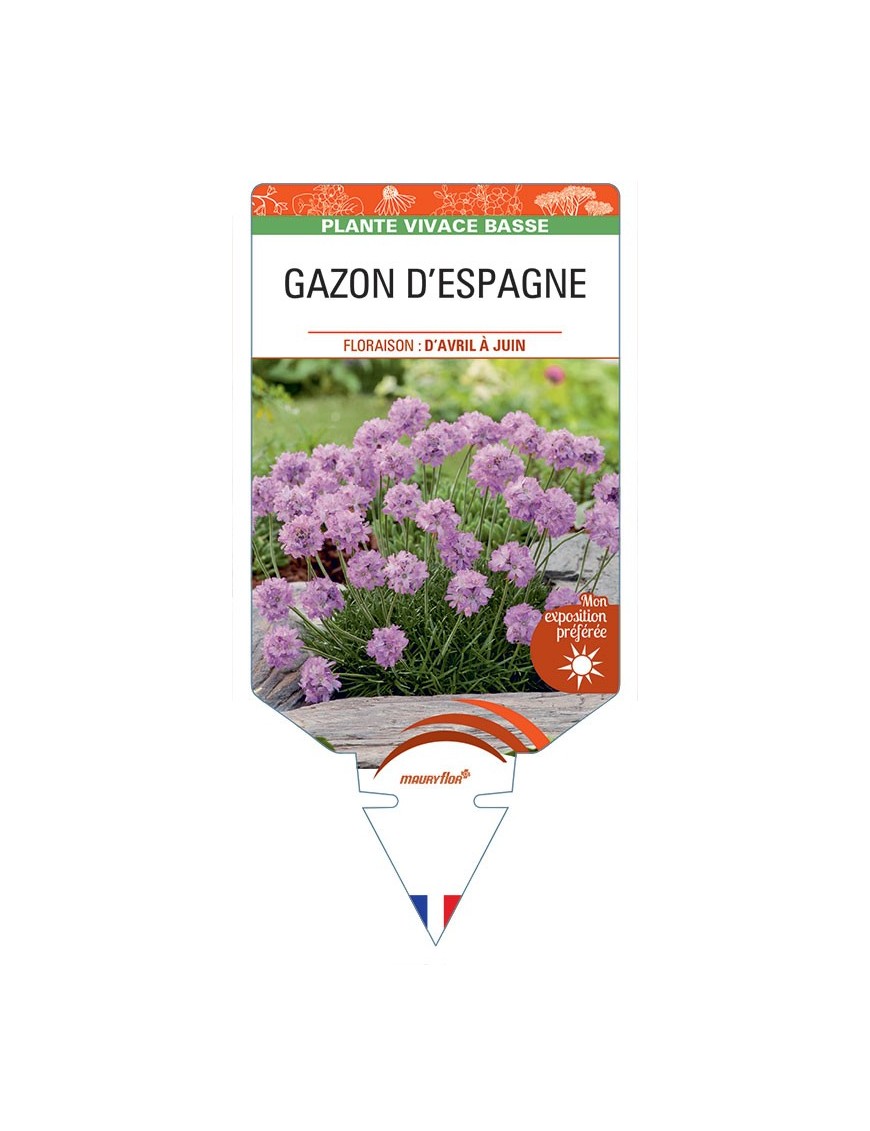 ARMERIA maritima voir GAZON D'ESPAGNE (rose pâle)