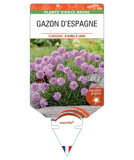 ARMERIA maritima voir GAZON D'ESPAGNE (rose pâle)