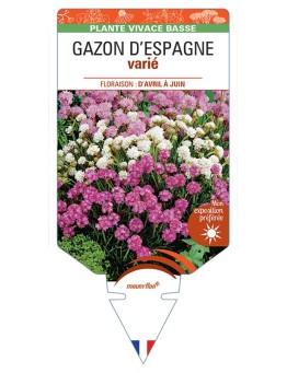 ARMERIA maritima voir GAZON D'ESPAGNE (varié)