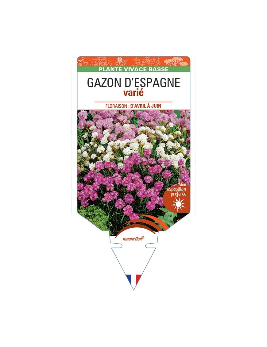ARMERIA maritima voir GAZON D'ESPAGNE (varié)