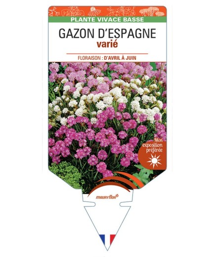ARMERIA maritima voir GAZON D'ESPAGNE (varié)