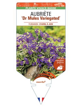 AUBRIETA Dr Mules Variegated