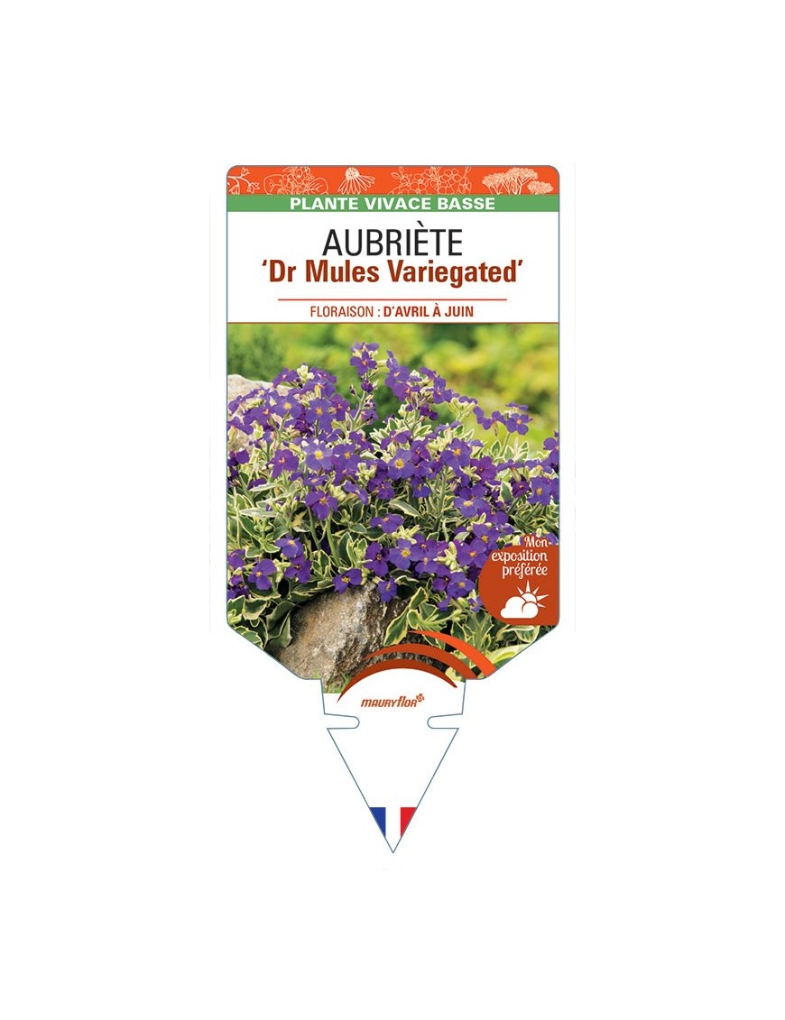 AUBRIETA Dr Mules Variegated