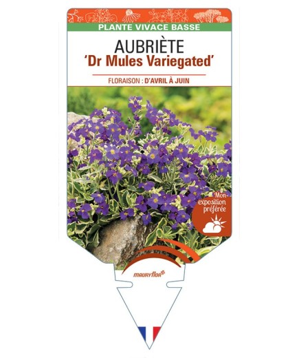 AUBRIETA Dr Mules Variegated