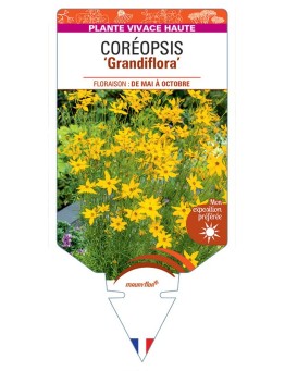 COREOPSIS verticillata grandiflora