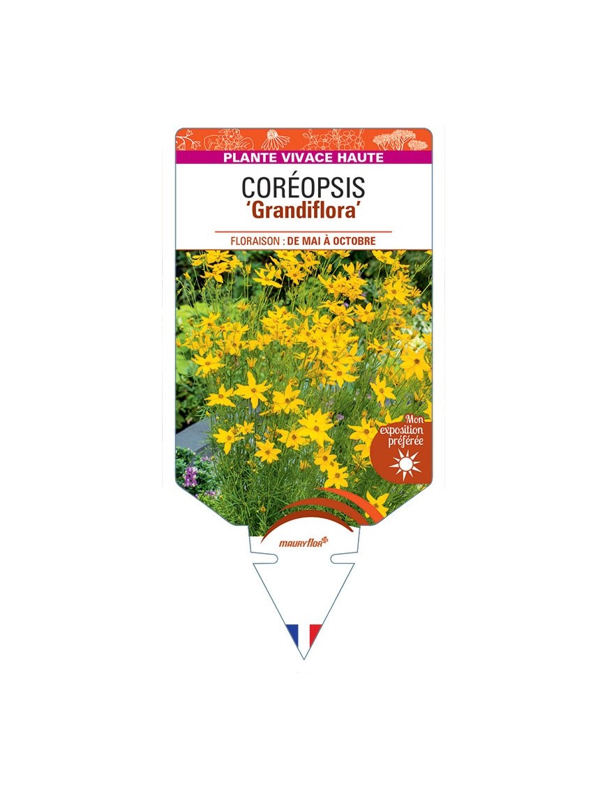 COREOPSIS verticillata grandiflora