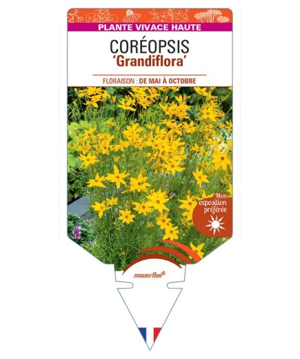 COREOPSIS verticillata grandiflora