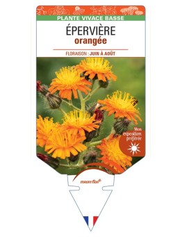 HIERACIUM aurantiacum voir Épervière orangée
