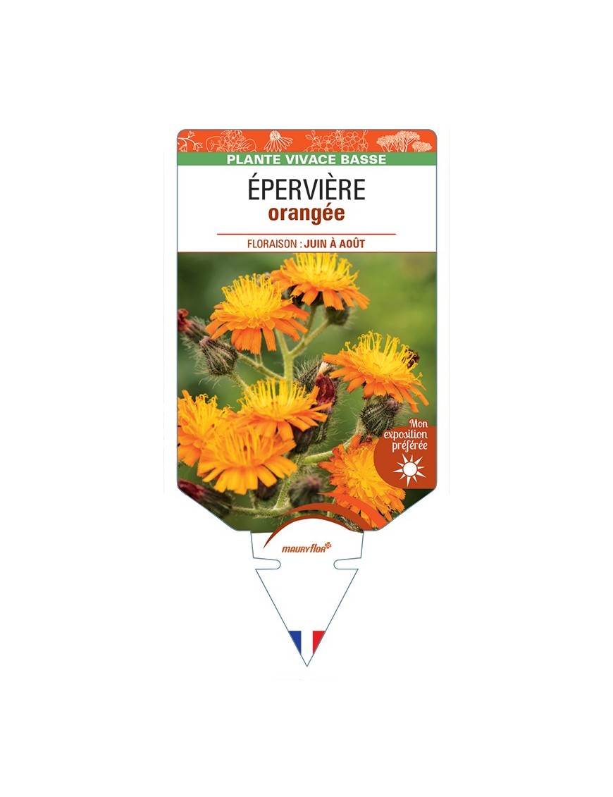 HIERACIUM aurantiacum voir Épervière orangée