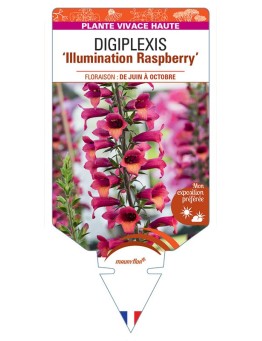 DIGIPLEXIS Illumination Raspberry