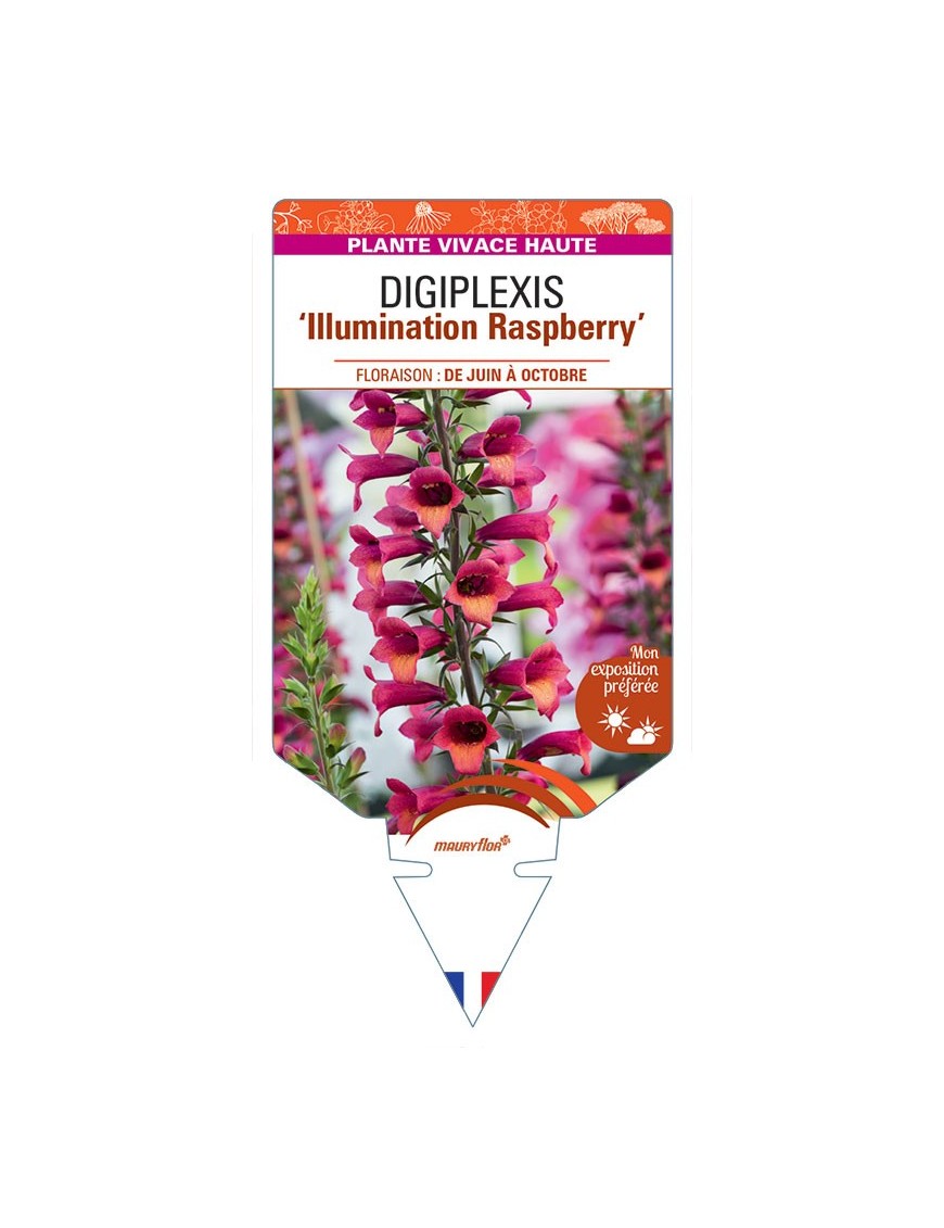 DIGIPLEXIS Illumination Raspberry