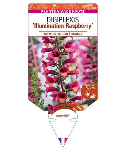 DIGIPLEXIS Illumination Raspberry