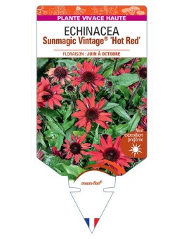 ECHINACEA Sunmagic Vintage® Hot Red voir Rudbeckia