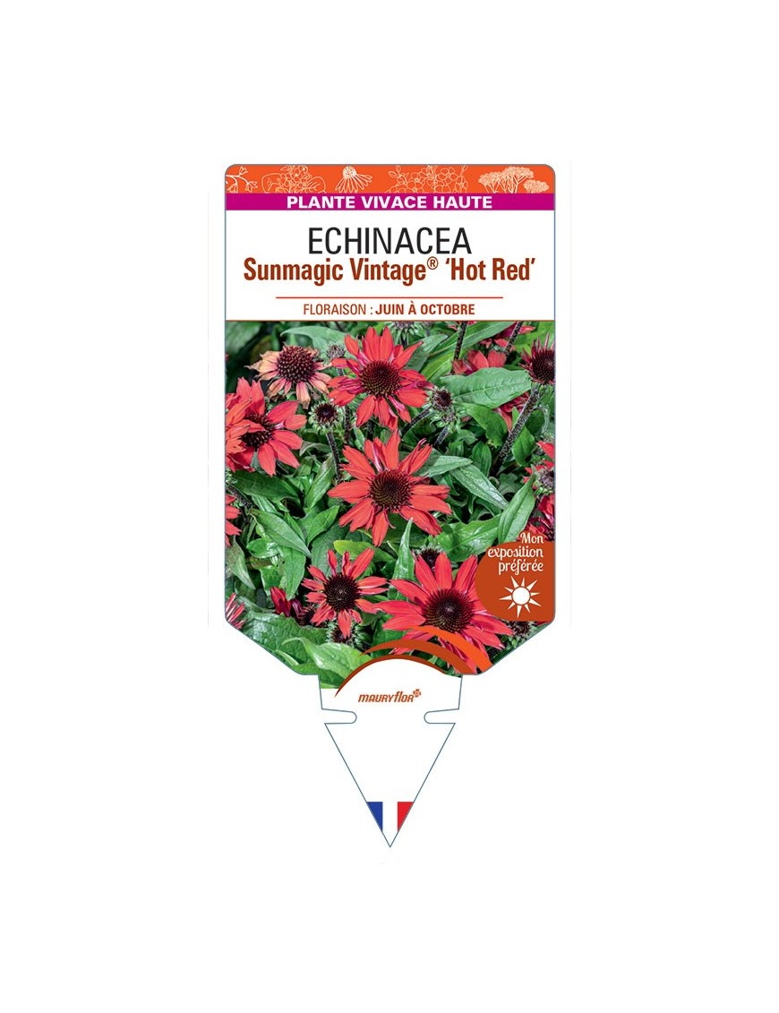 ECHINACEA Sunmagic Vintage® Hot Red voir Rudbeckia