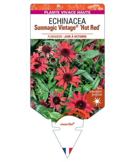 ECHINACEA Sunmagic Vintage® Hot Red voir Rudbeckia