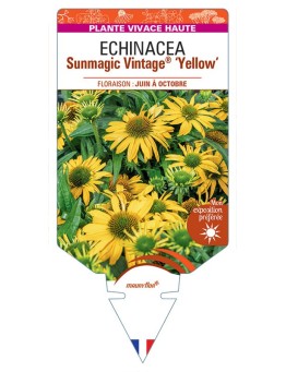 ECHINACEA Sunmagic Vintage® Yellow voir Rudbeckia