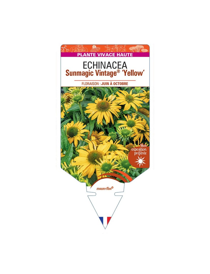ECHINACEA Sunmagic Vintage® Yellow voir Rudbeckia