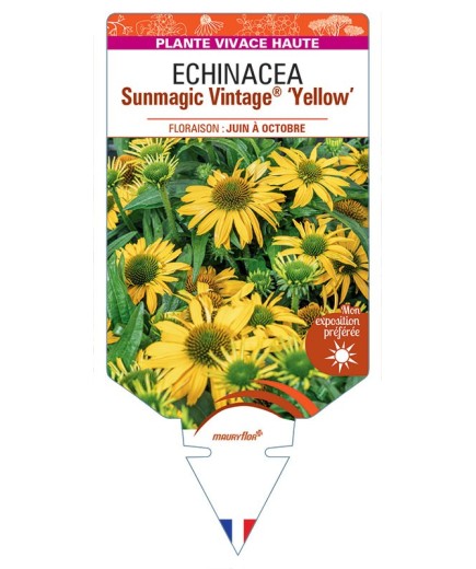 ECHINACEA Sunmagic Vintage® Yellow voir Rudbeckia