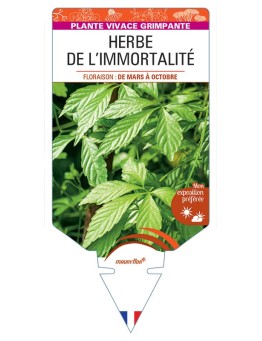 GYNOSTEMMA PENTAPHYLLUM Herbe de l'Immortalité